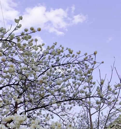 赏樱花谷最美出装攻略女（欣赏樱花盛景，以最美出装攻略女，享受浪漫春日时光）