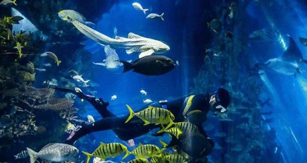 《梦幻手游海市蜃楼攻略大全》（畅玩新版本，探索海市蜃楼秘境，游戏攻略分享！）