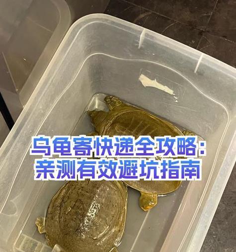 《护卫乌龟出装最新版攻略——打造最强防御盾牌》